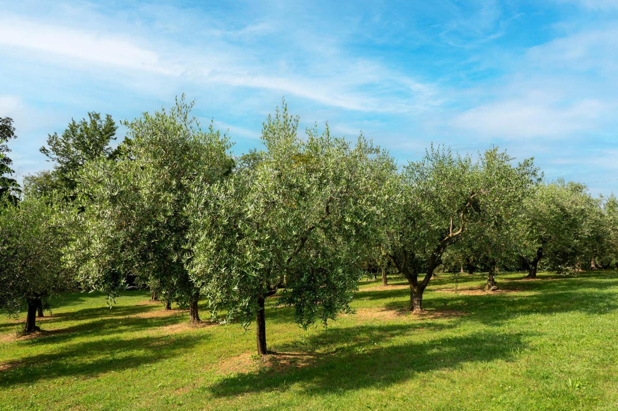 Agriturismo Terre Bianche Teolo Exteriör bild